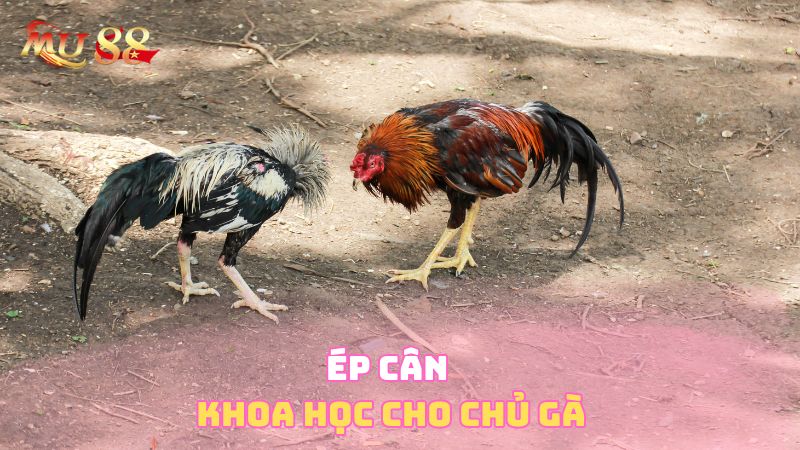 Ép cân khoa học cho chủ gà