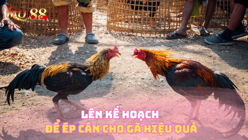 Lên kế hoạch để ép cân cho gà hiệu quả